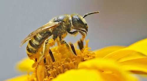 小蜜蜂是怎么采花蜜的呢