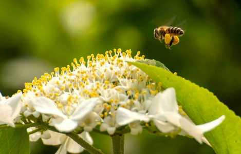 小蜜蜂怎样飞到花朵上采蜜