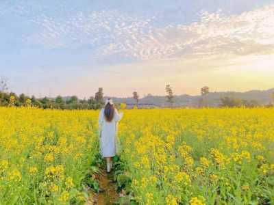 何必舍近求远?这份浙江的油菜花“赏黄攻略”请收好