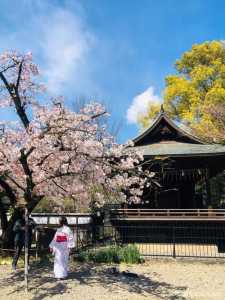 春季在日本上野公园赏樱的游玩攻略是什么?
